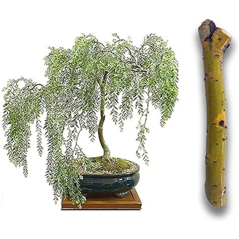 Willow Bonsai Tree - Etsy