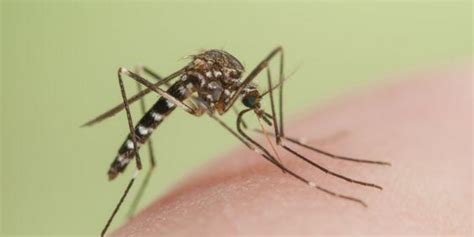 How to Get Through Mosquito Season | New York Allergy and Sinus Centers