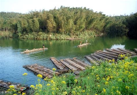 四川竹海，竹林一望無邊，精美風景 每日頭條