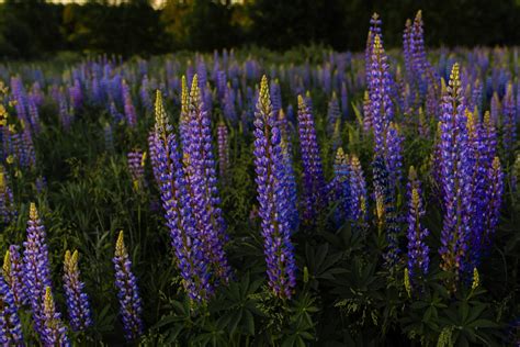 Nature Lupine 4k Ultra Hd Wallpaper