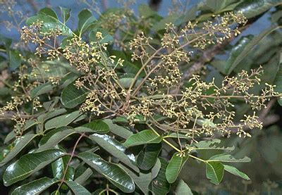 Families of Flowering Plants of Australia