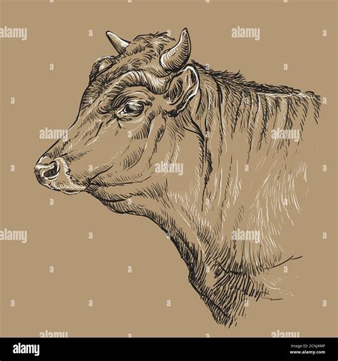 Monochrome Cow Head Sketch Hand Drawn Vector Illustration Isolated On