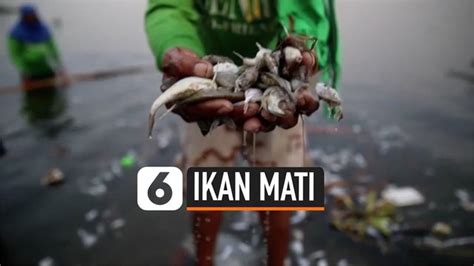 VIDEO Misterius Ribuan Ikan Mati Mengambang Di Pantai Filipina