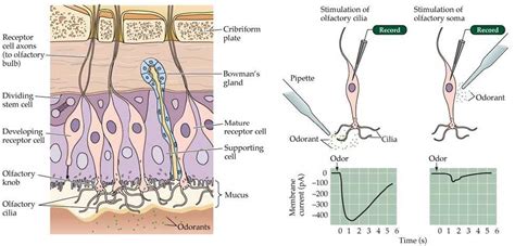 Olfactory Cells Diagram