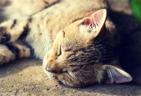 Happy sleeping cat — Stock Photo © vvvita #128046754