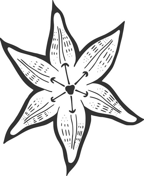 Download Hand Drawn Lily Flower Illustration