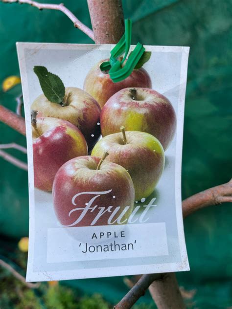 Apple Jonathan — Rockbank Nursery