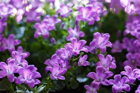 Cómo cuidar a una planta campánula o campanillas Jardinería y Hogar