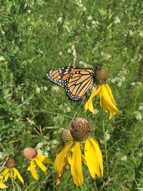 Tracking Monarch Butterfly Movements Iowa Monarch Conservation Consortium