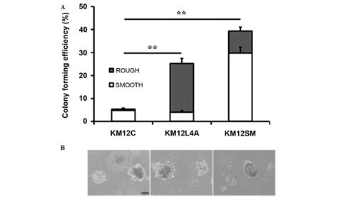 Metastatic Colon Cancer Cell Populations Contain More Cancer Stem‑like