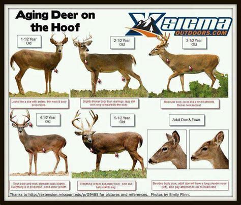 A Dixie Lady Deer Hunter: Aging Deer Chart