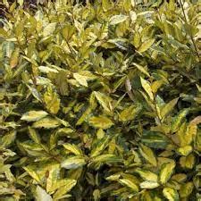 Elaeagnus Pungens Maculata Aurea Chalef Panach Arbuste Plantes