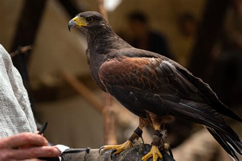 Peregrine Brown Falcon With Claws Sitting On Leather Protection On Mans