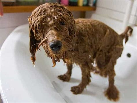 Is There Any Smell Worse Than Wet Dog?