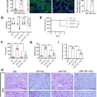 MiR 155 Inhibition Reduces Cisplatin Induced DNA Damages Both In Vivo