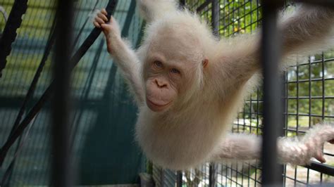 Worlds Only Known Albino Orangutan Is Getting Her Own Private Island