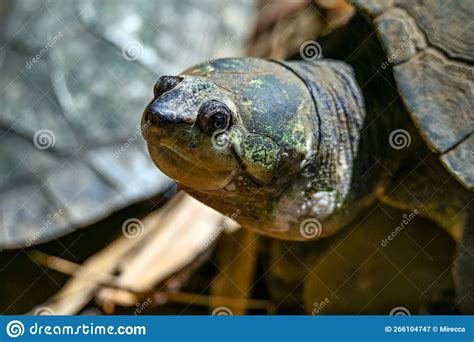 Madagascar Big-headed Turtle Erymnochelys Madagascariensis, Madagascar ...