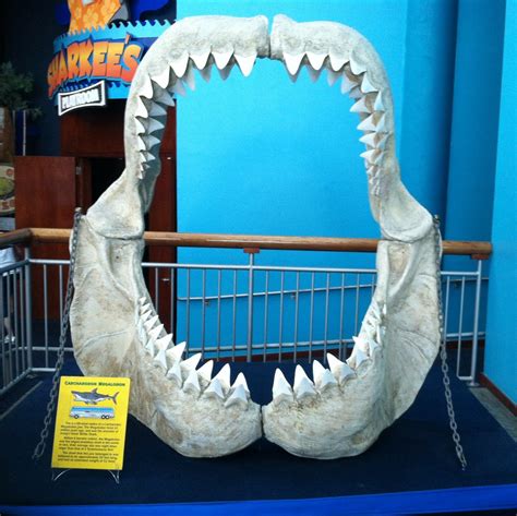 This megalodon jaw found on a beach is worth a small fortune 12