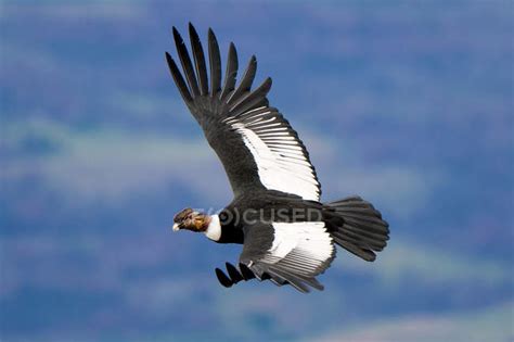 Andean condor flying in blue sky over Torres del Paine National Park, Patagonia, Chile ...