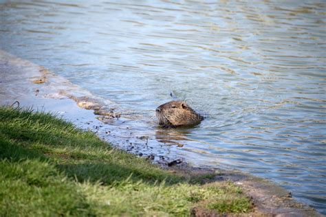 River rat stock photo. Image of rodent, water, brown - 76682488