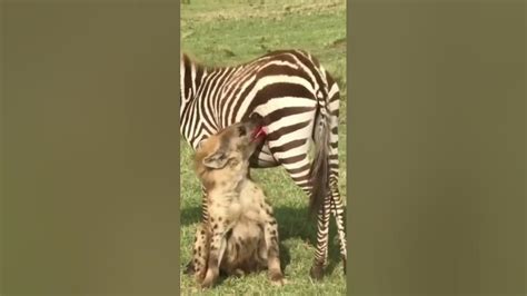 Zebra Bites Back Wildanimals Animals Shortvideo Youtubeshorts