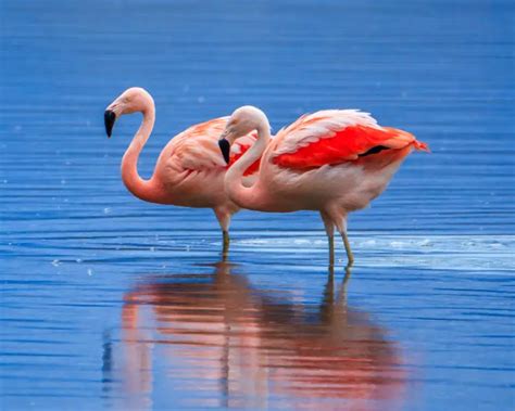 Chilean Flamingo - Facts, Diet, Habitat & Pictures on Animalia.bio