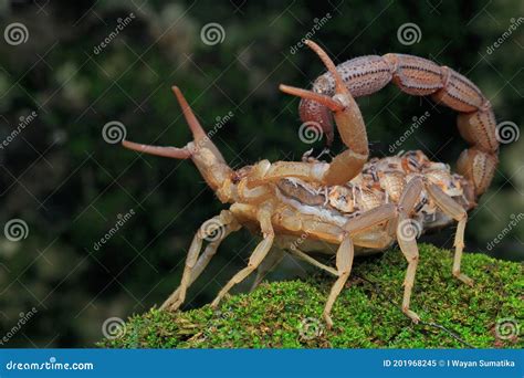 A Scorpion Mother Is Holding Its Babies To Protect Them From Predator