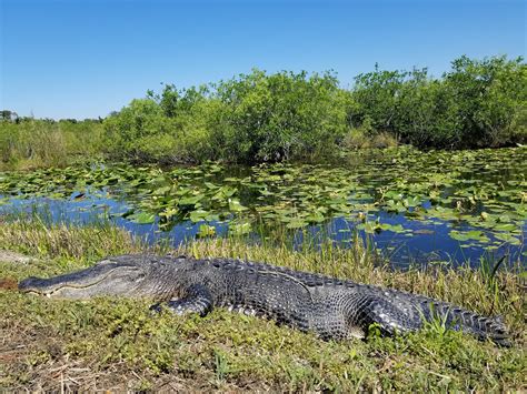 Everglades National Park - Go Wandering