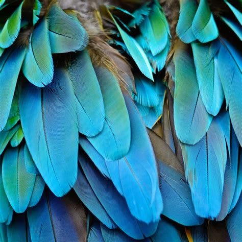 Bungalow Rose Harlequin Macaw Feathers By Panuruangjan Wayfair