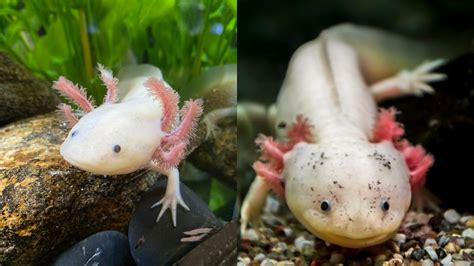 How Fast Do Axolotls Grow And How Big Do They Get Online Field Guide