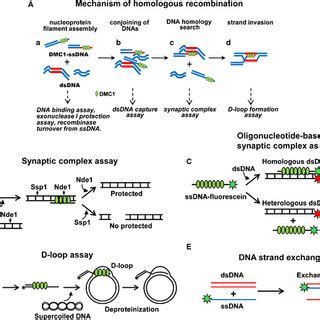 The Mechanism Of Hr Promoted By Dmc A Mechanism Leading To