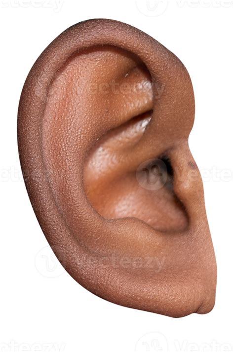 Human Face Ear Detail Close Up Macro Shot 10063644 PNG