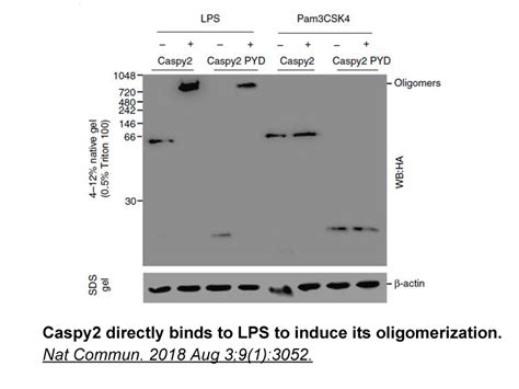 美国apexbio中文官网 Influenza Hemagglutinin Ha Peptideepitope Of Ha Tag