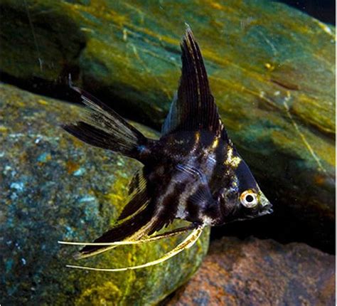 Pterophyllum Scalare Marble Veil Angelfish Arizona Aquatic Gardens