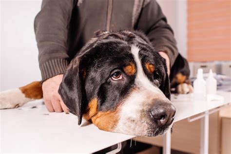 Premium Photo Veterinarian Helps A Dog With A Head Injury