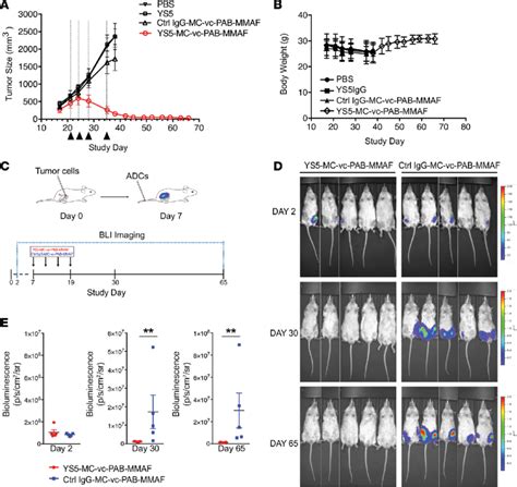 CD46 ADC Potently Inhibits MCRPC Xenograft Growth In Vivo A