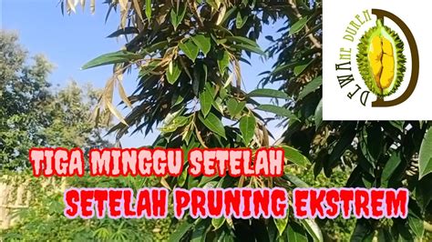 Tiga Minggu Setelah Pruning Ekstrem Dewaneduren Youtube