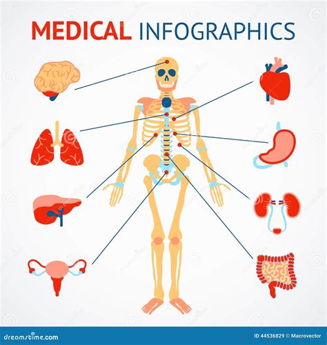 Gli Organi Del Corpo Umano