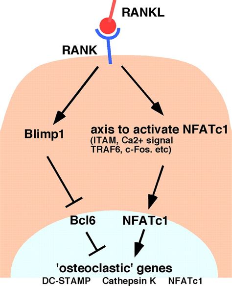 A Schematic Model Of Osteoclastogenesis Regulated By The Download Scientific Diagram