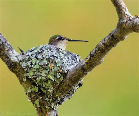 Ruby Throated Hummingbird Nest