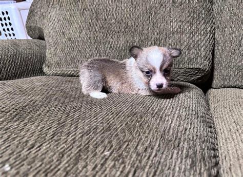 7 Months Old Already Rcorgi