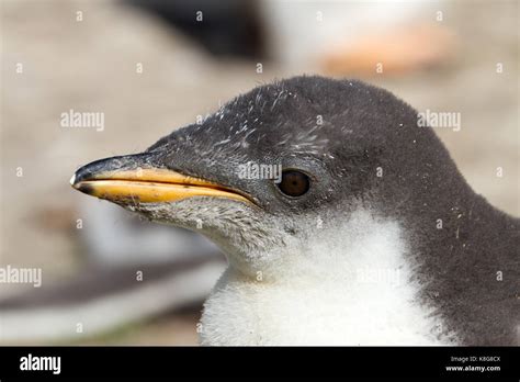 Antarctica penguin chick hatching hi-res stock photography and images ...