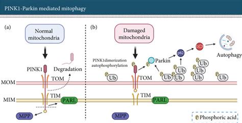 Pink1 Parkin Mediated Mitochondrial Autophagy Mitophagy Eliminates Download Scientific