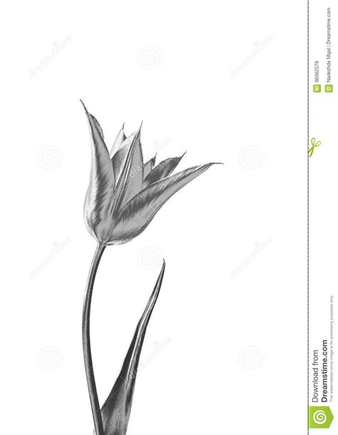 Silver Flower Stock Illustration Illustration Of Textures 96062578