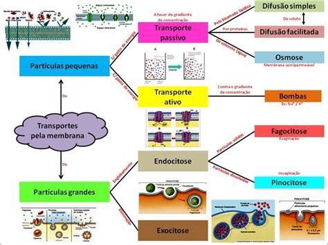Mapas Mentais sobre TRANSPORTE ATRAVÉS DA MEMBRANA Study Maps