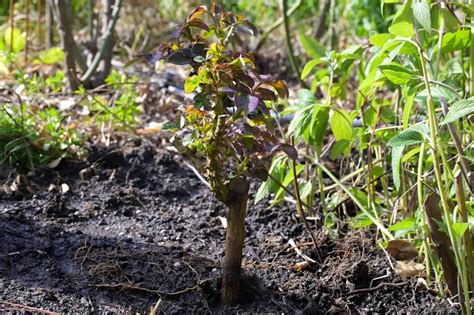 Comment Enrichir La Terre Des Rosiers En Mars Pour Leur Assurer Un