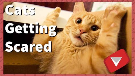 Cats Getting Scared Compilation Funny Top Videos Youtube