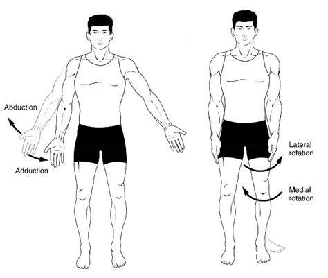 Muscular Movement Skeletal Muscle - W3schools