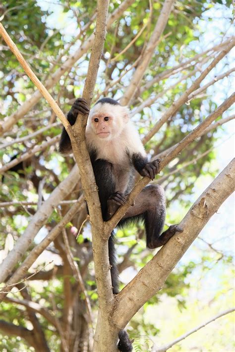 Costa Rica Capuchin Monkey Todd Gault Flickr