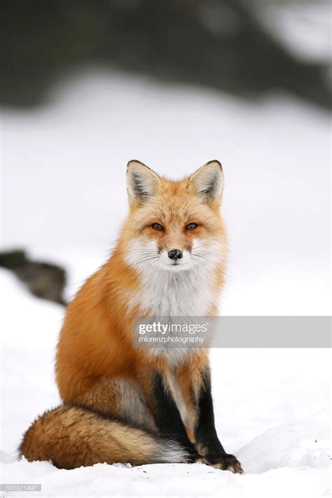 Wild Red Fox Sitting At Staring At The Camera Against A Snowy Artofit